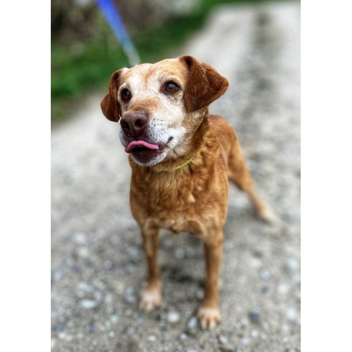 Staś - cudowny psi dziadek BŁAGA o dom!