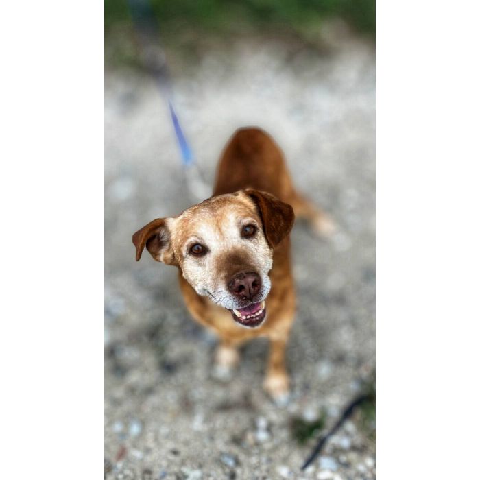 Staś - cudowny psi dziadek BŁAGA o dom!