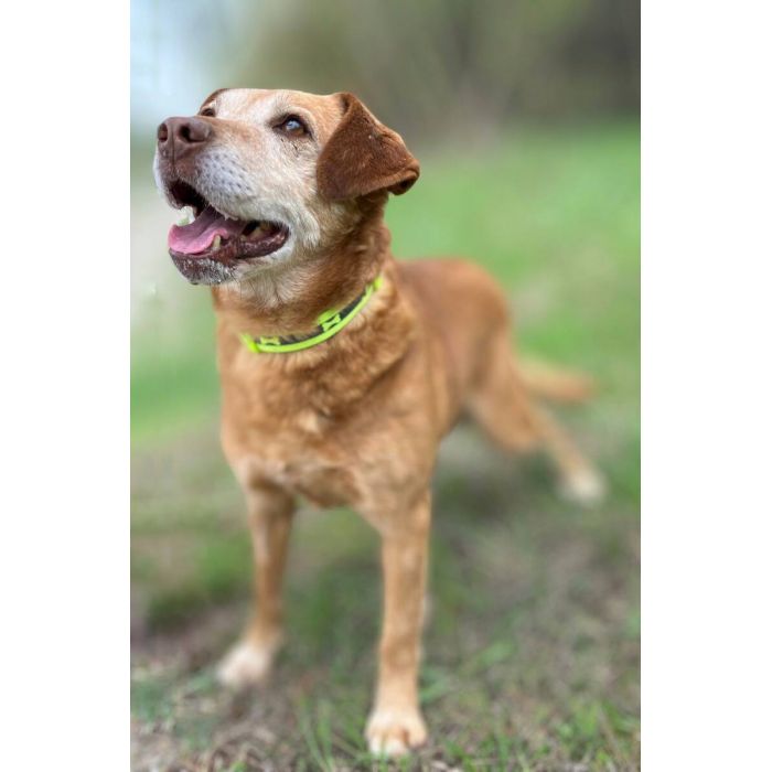 Staś - cudowny psi dziadek BŁAGA o dom!