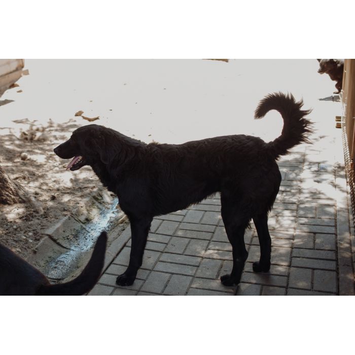 Pluto - łagodny, wesoły LABRADOR mix szuka domu