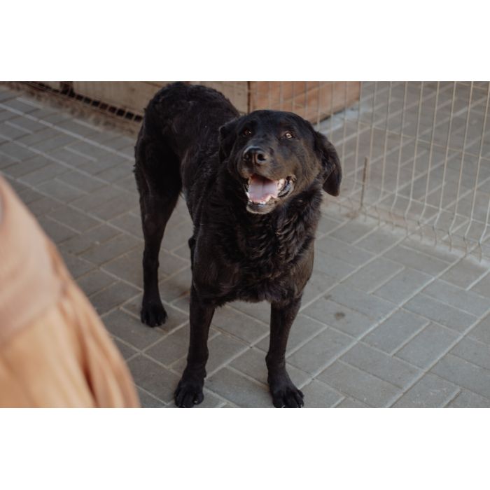 Pluto - łagodny, wesoły LABRADOR mix szuka domu