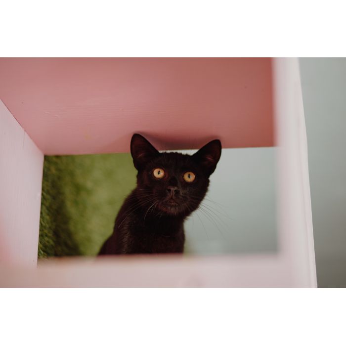 Kokos - roczny, cudowny kociak szuka domu!