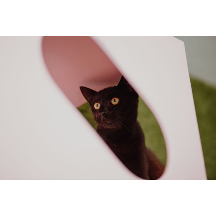 Kokos - roczny, cudowny kociak szuka domu!