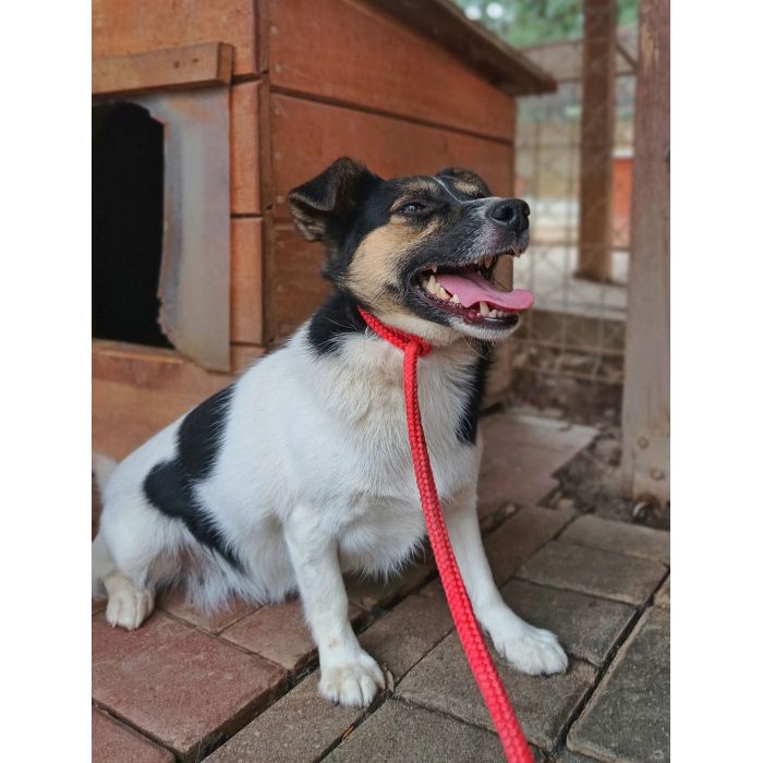 Maleńka Suzi BŁAGA o kochający dom!