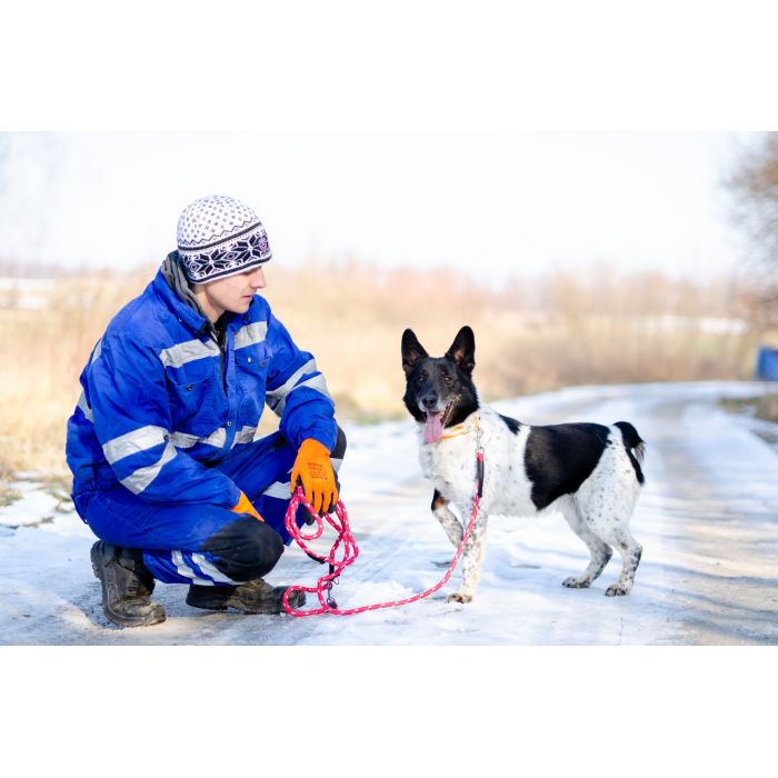 Łatek - inteligentny, radosny, kochający człowieka