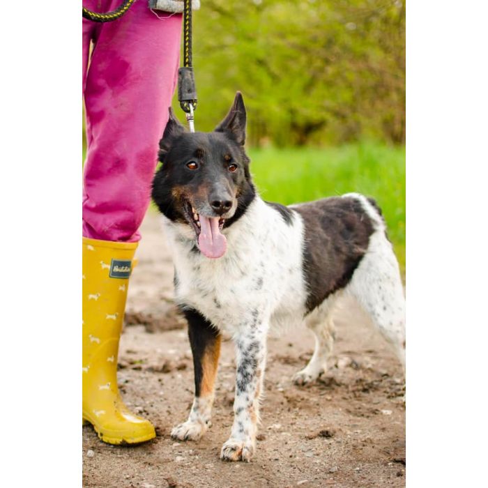 Łatek - inteligentny, radosny, kochający człowieka