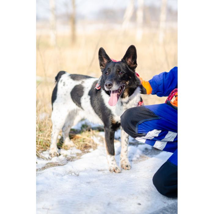 Łatek - inteligentny, radosny, kochający człowieka