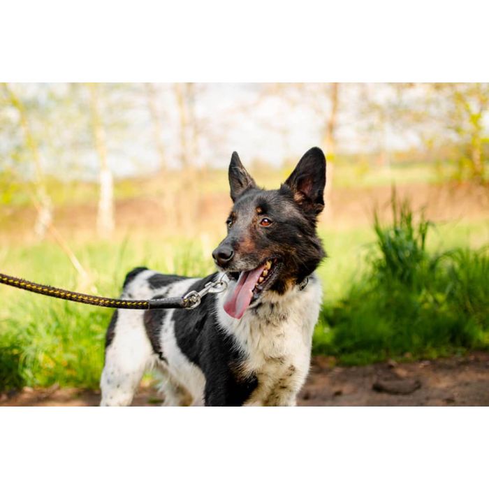 Łatek - inteligentny, radosny, kochający człowieka