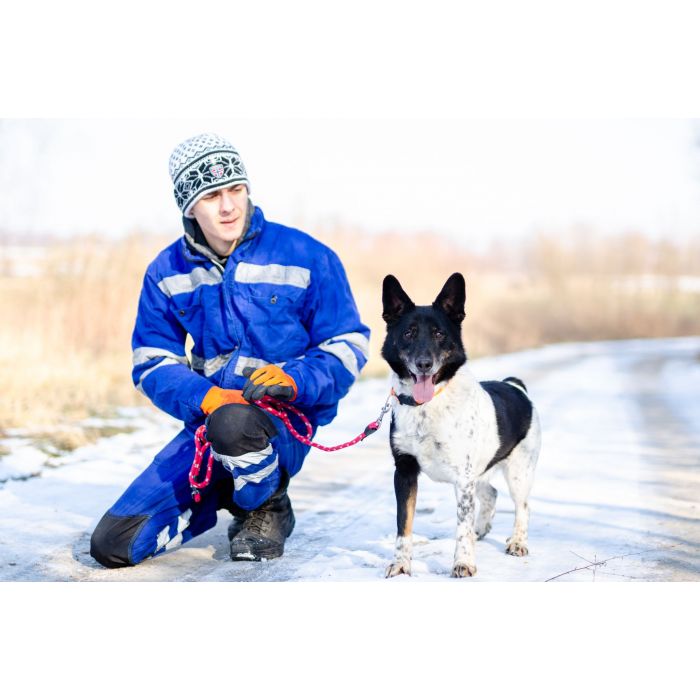 Łatek - inteligentny, radosny, kochający człowieka