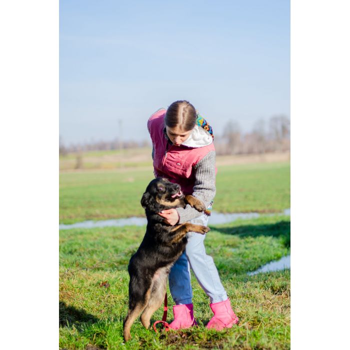 Red - cudowny, zwykły pies o niezwykłym sercu