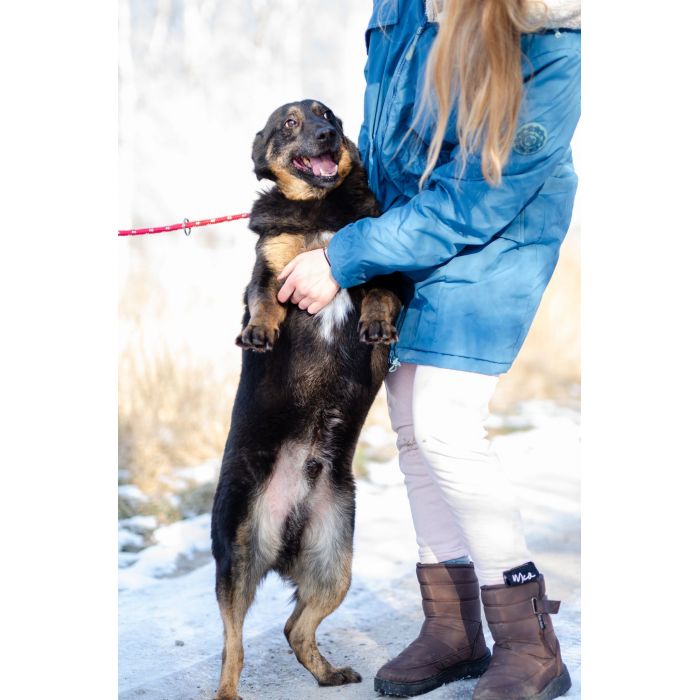 Red - cudowny, zwykły pies o niezwykłym sercu