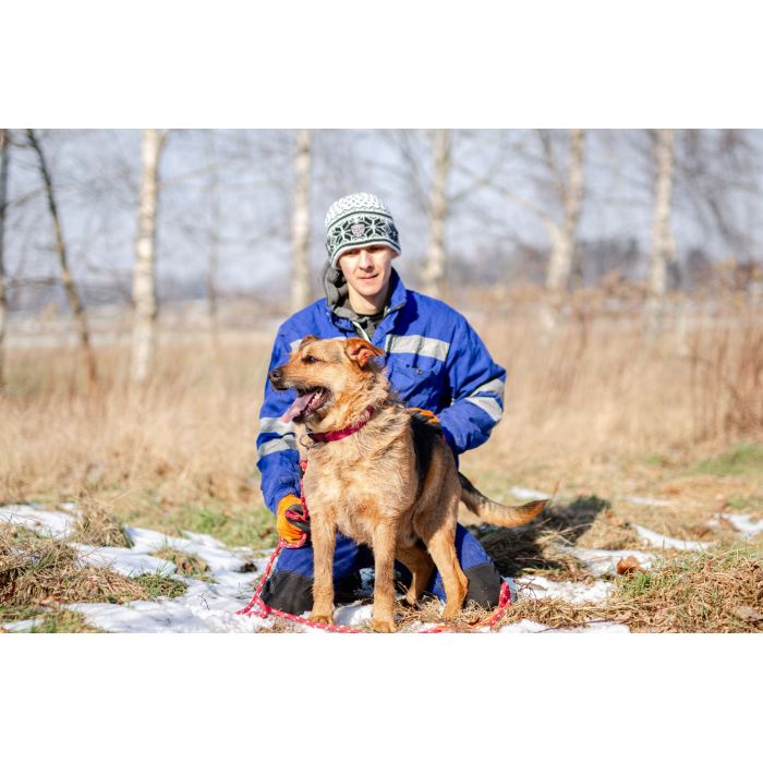 Kufel - fantastyczny, szorstkowłosy psiak szuka domu!