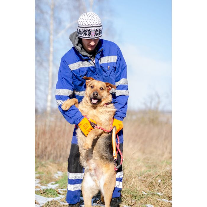 Kufel - fantastyczny, szorstkowłosy psiak szuka domu!