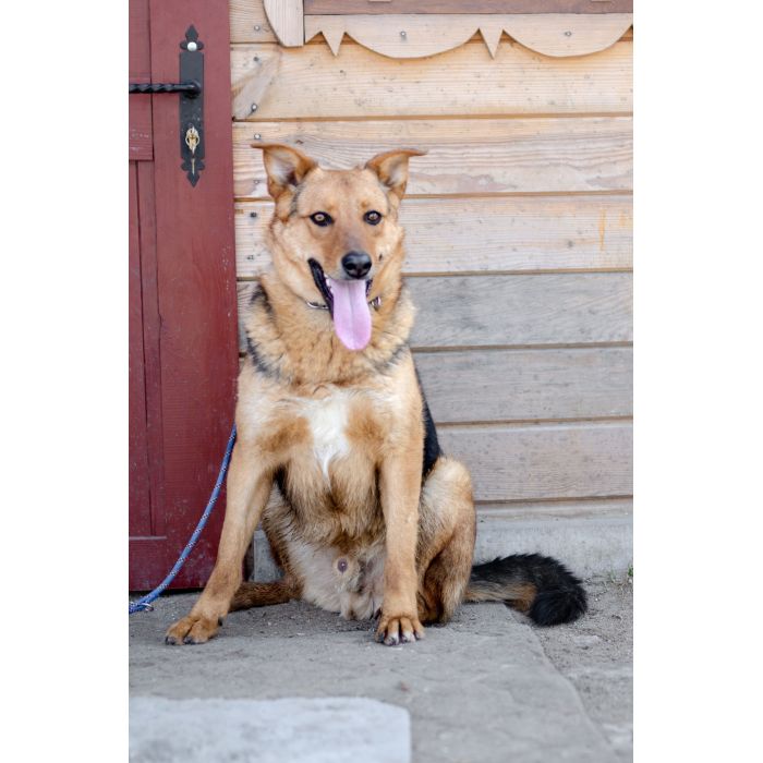 Bobi - młody, wesoły psiak szuka swojej rodziny