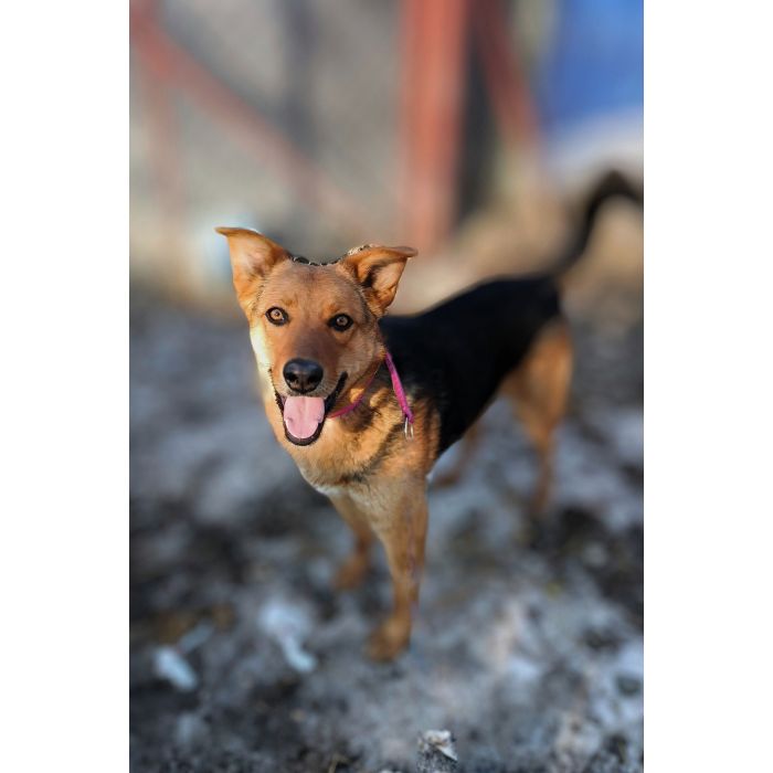 Bobi - młody, wesoły psiak szuka swojej rodziny