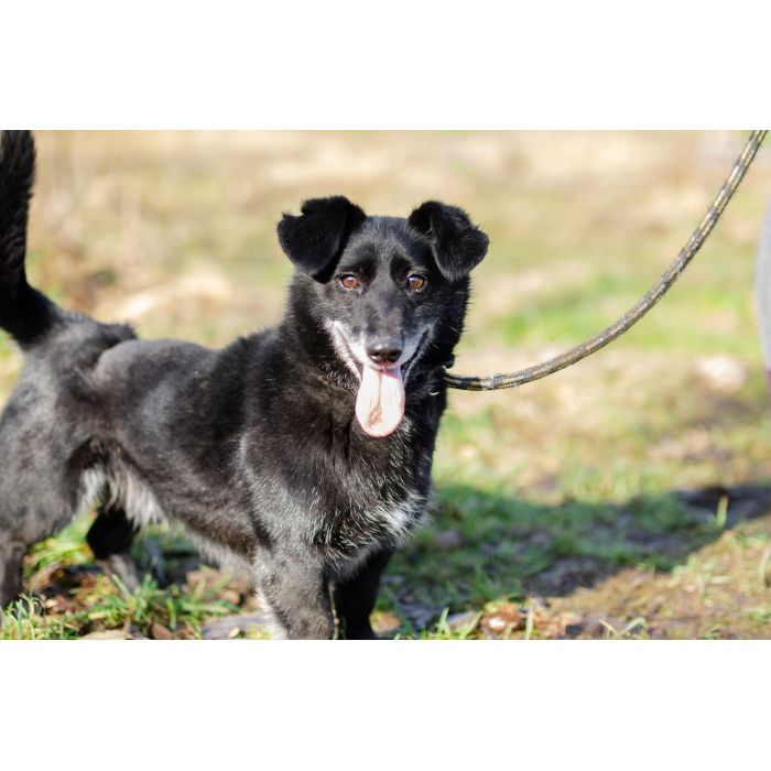 Patyk - niewielki ciałem ale wielki sercem!