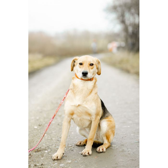 Kira - łagodna, przyjazna sunia BŁAGA o dom!