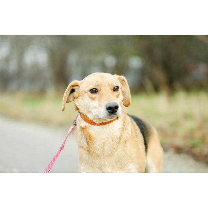 Kira - łagodna, przyjazna sunia BŁAGA o dom!