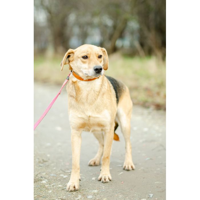 Kira - łagodna, przyjazna sunia BŁAGA o dom!