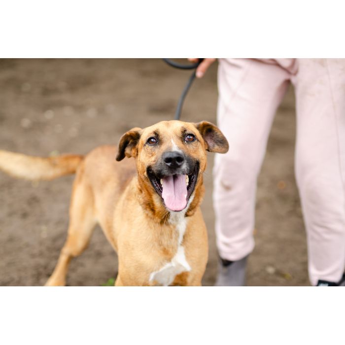 Doniu - młody, łagodny rudzielec szuka domu