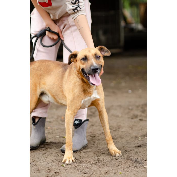 Doniu - młody, łagodny rudzielec szuka domu