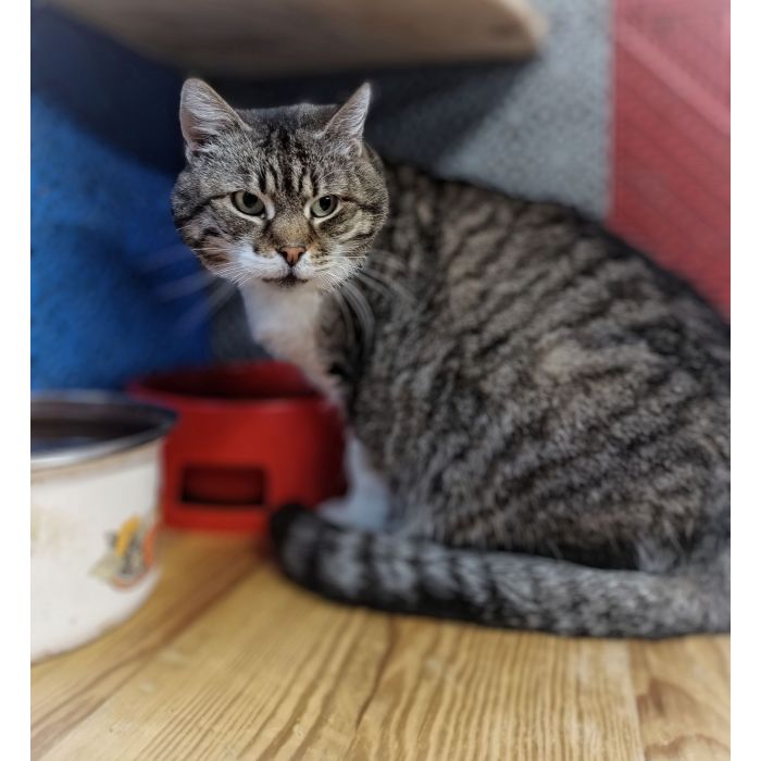 Serafina, czyli kocie lekarstwo na wszelkie zło