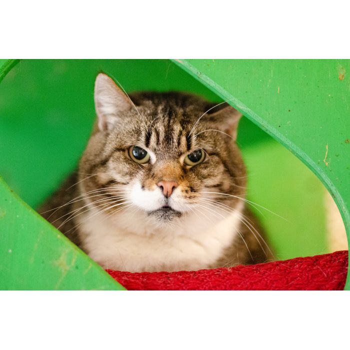 Serafina, czyli kocie lekarstwo na wszelkie zło