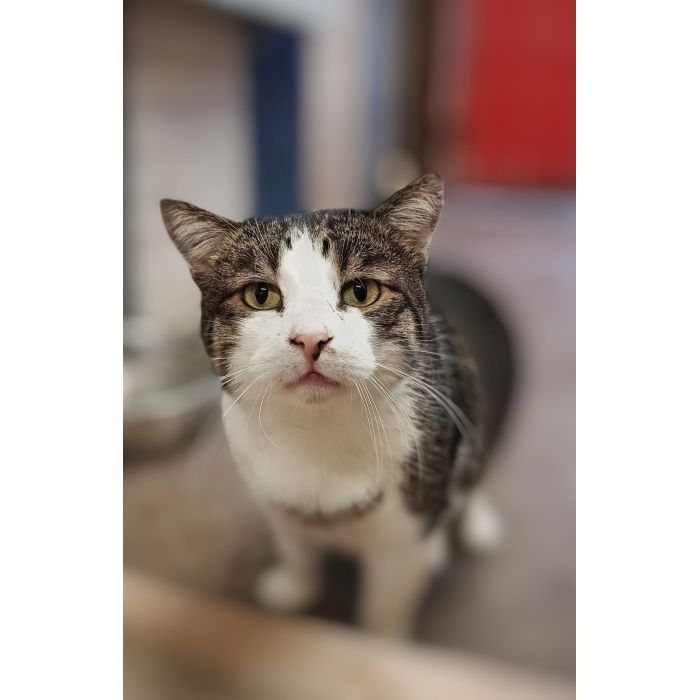 Kibo - koci przytulas szuka domu!