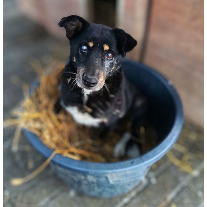 Babunia Perełka szuka swojego wymarzonego domu!