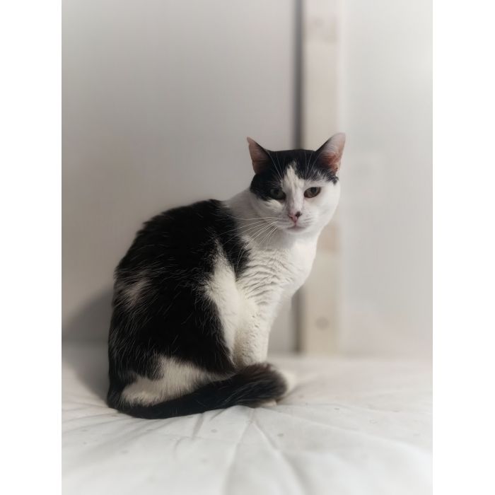 Drucik - spokojny, delikatny kocurek PILNIE szuka domu!