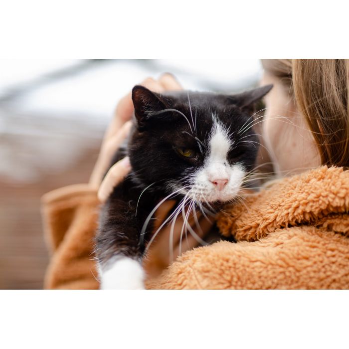 Sany - cudowny spokojny kot szuka domu!