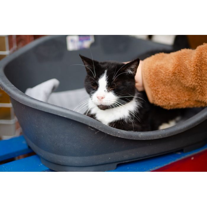 Sany - cudowny spokojny kot szuka domu!