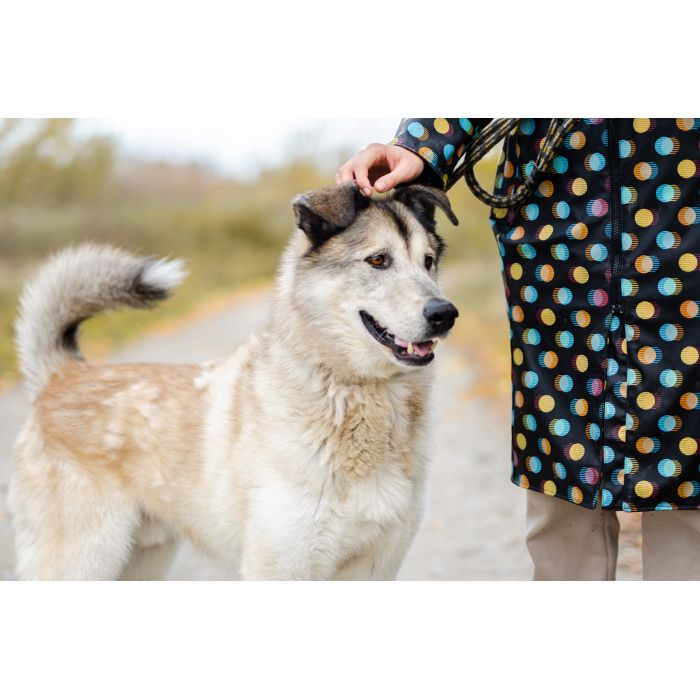 Chase - cudowny wielkolud szuka domu!