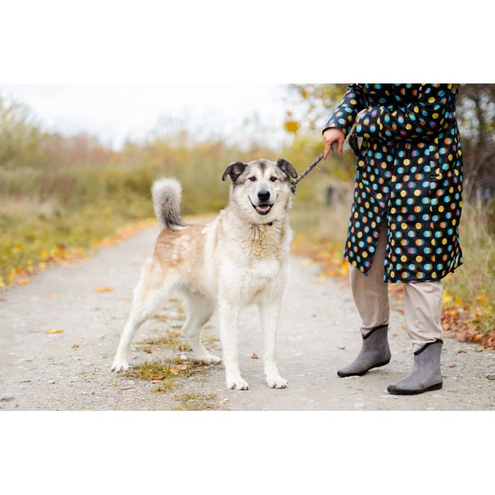 Chase - cudowny wielkolud szuka domu!