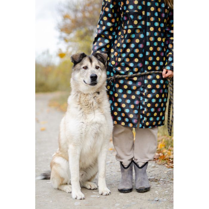 Chase - cudowny wielkolud szuka domu!