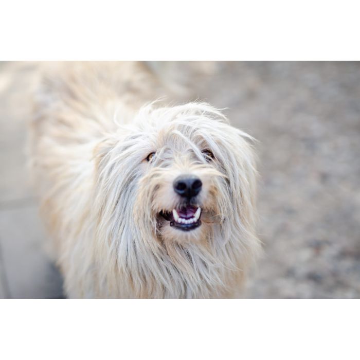 Nieoszlifowany diament - Frędzel  szuka domu!