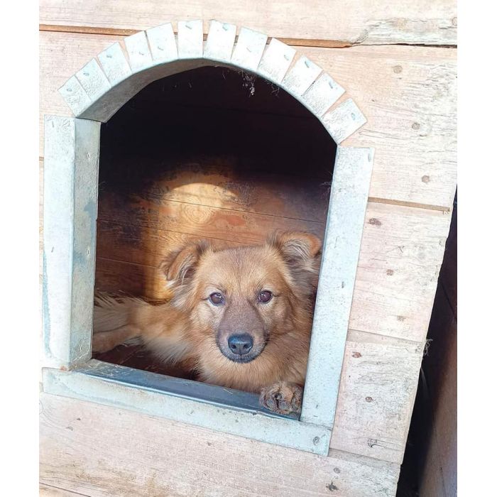 Fauna - nieduża, delikatna sunia szuka domu!