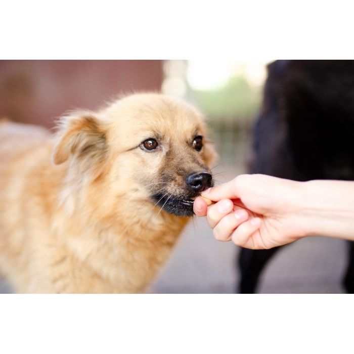 Fauna - nieduża, delikatna sunia szuka domu!