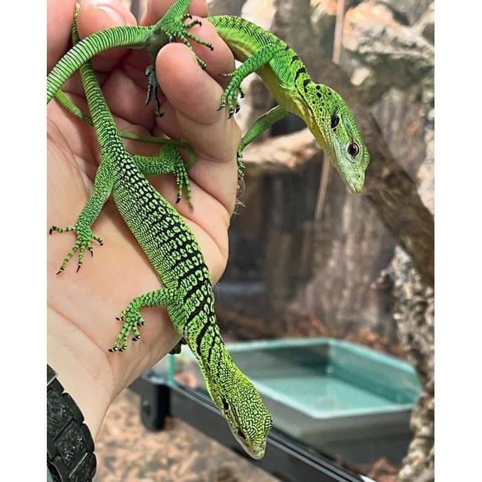 Waran zielony na sprzedaż