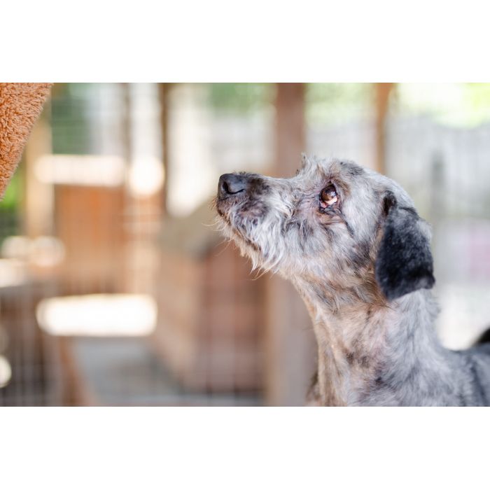 Misiek - przyjazny, wesoły psiak szuka domu!