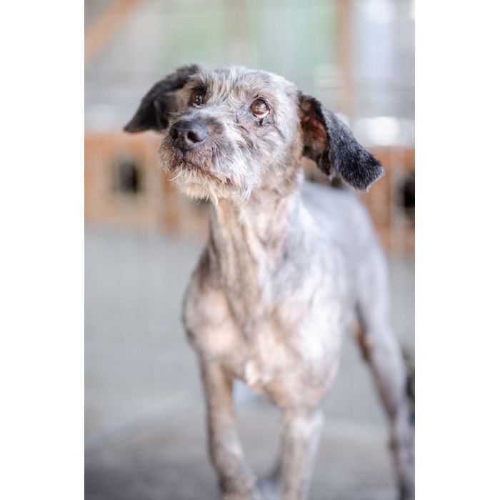 Misiek - przyjazny, wesoły psiak szuka domu!