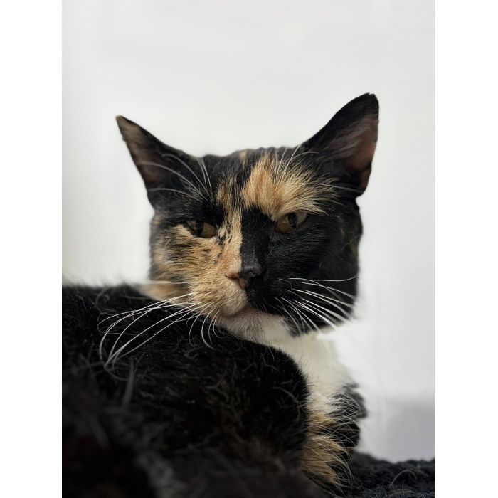 AMber - cudna szylkretka szuka domu!