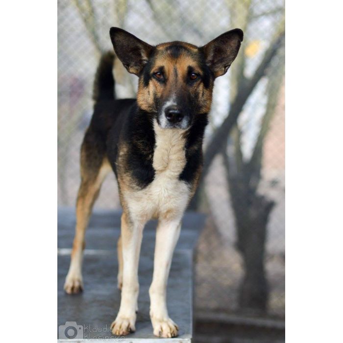 Riko - dostojny i poważny pies szuka domu!