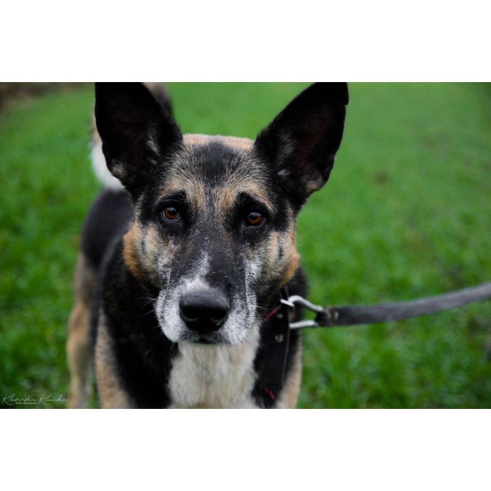 Riko - dostojny i poważny pies szuka domu!