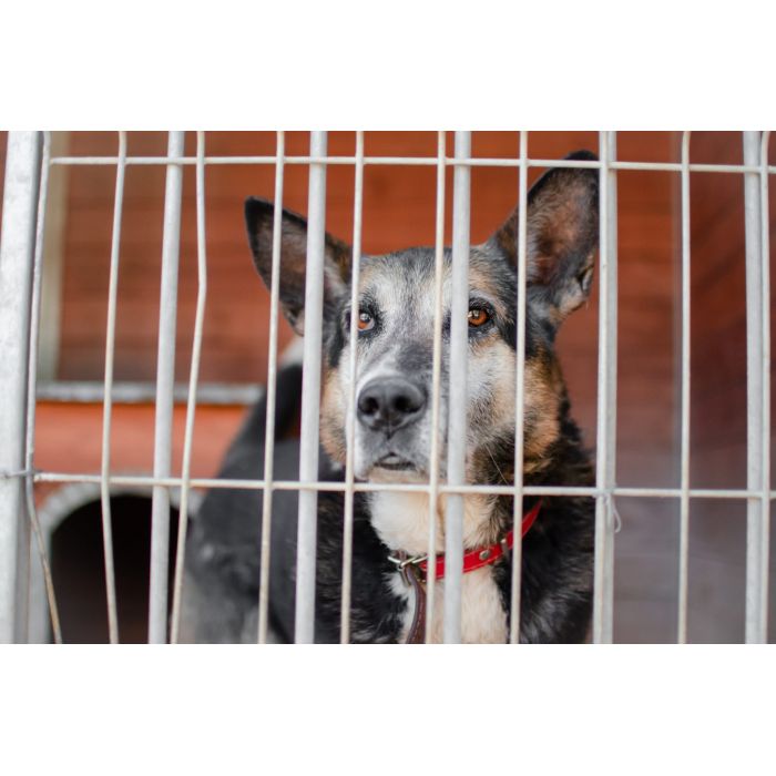 Riko - dostojny i poważny pies szuka domu!