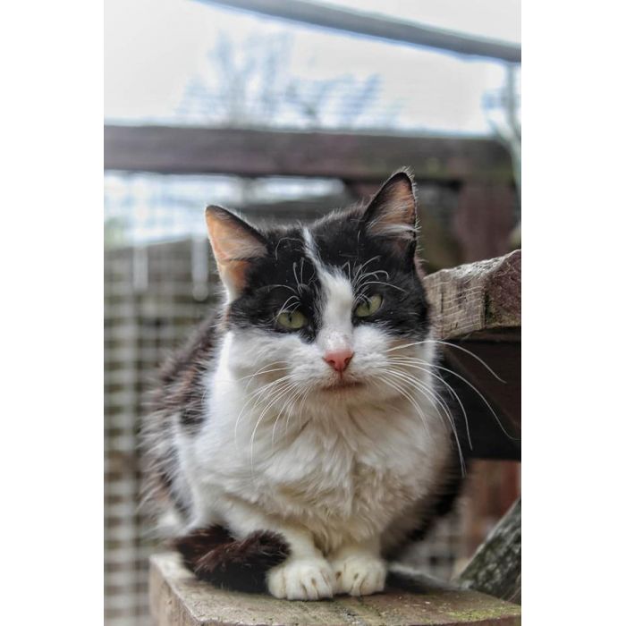 Furia - młoda indywidualistka szuka domu!