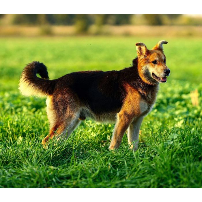 Fido - spokojny, kochany psiak szuka domu!