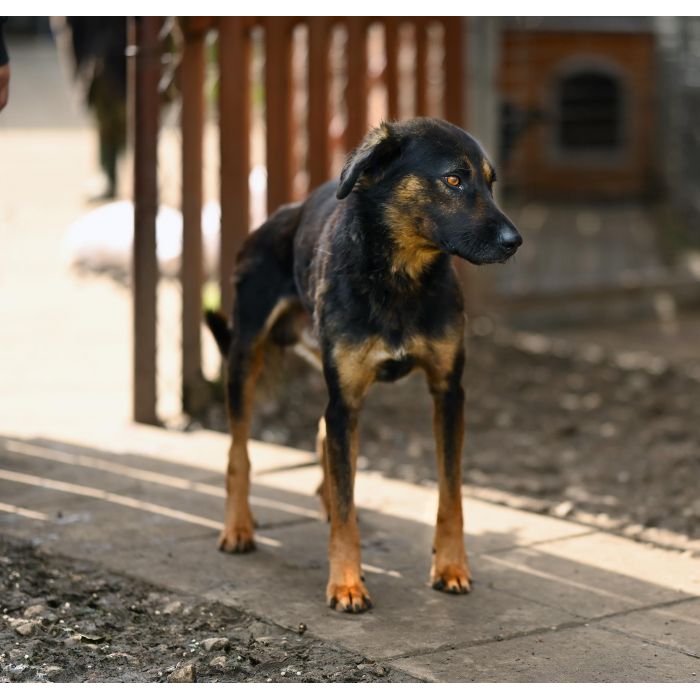 Orzysz - wspaniały, niekonfliktowy pies szuka domu!