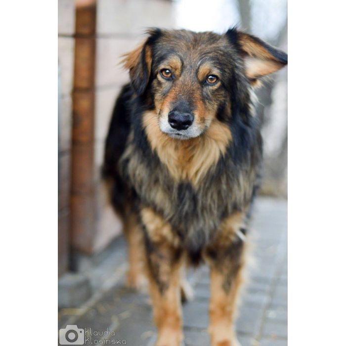 Wyjątkowy Robin szuka wyjątkowego domu