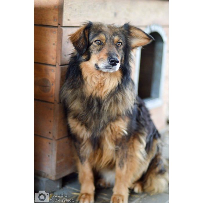 Wyjątkowy Robin szuka wyjątkowego domu